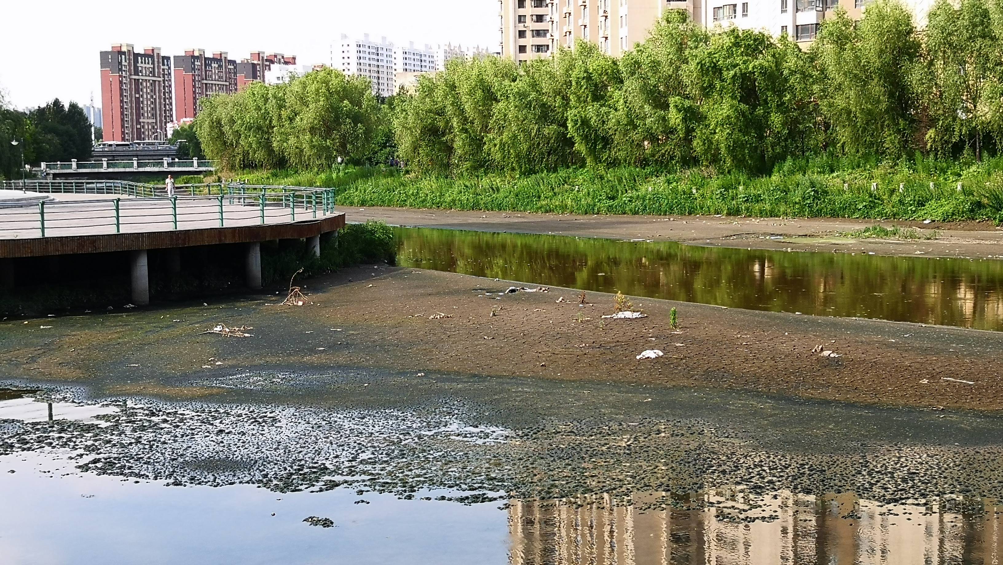 哈尔滨市道里区城乡路附近的何家沟河面上,出现大片的淤泥,散发出难闻