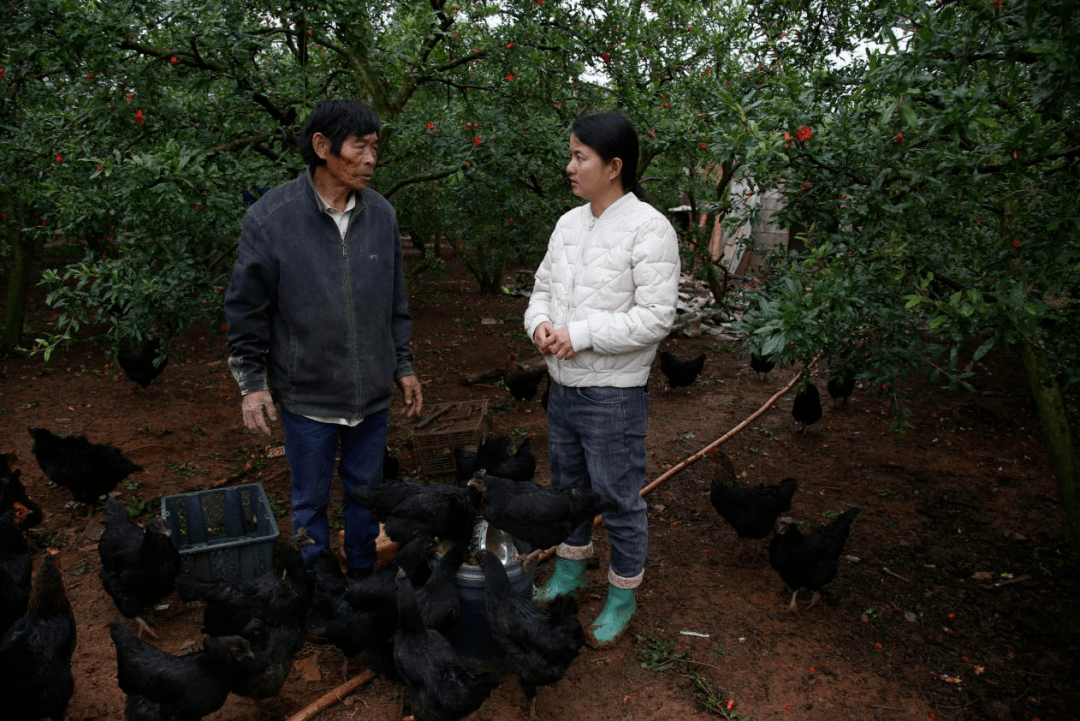 李红艳正在指导何成兴养鸡