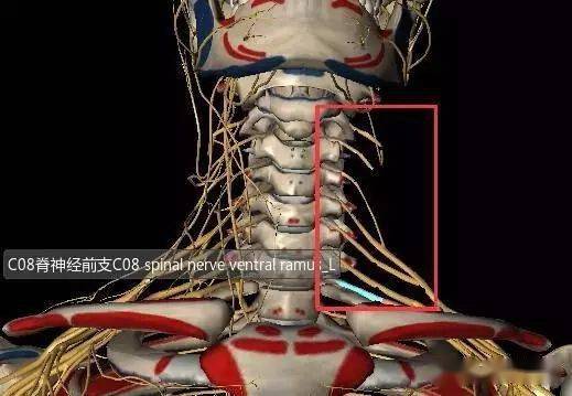 脊神经后根图片
