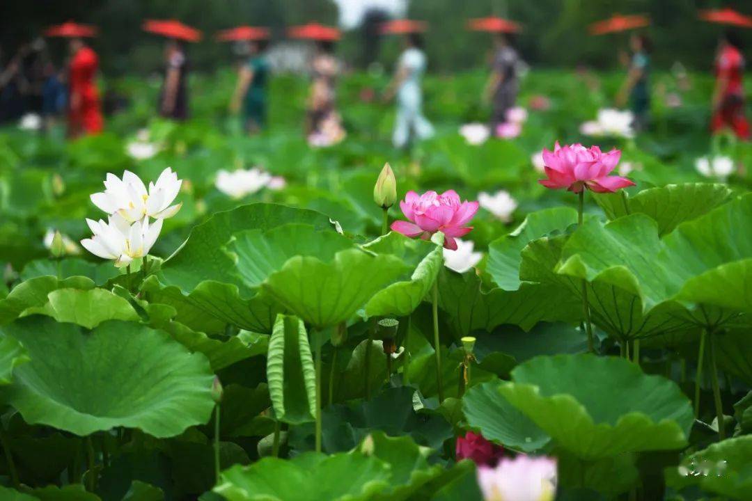 2020年7月8日,第20届中国·金湖荷花节开幕,引来八方宾客下一阶段