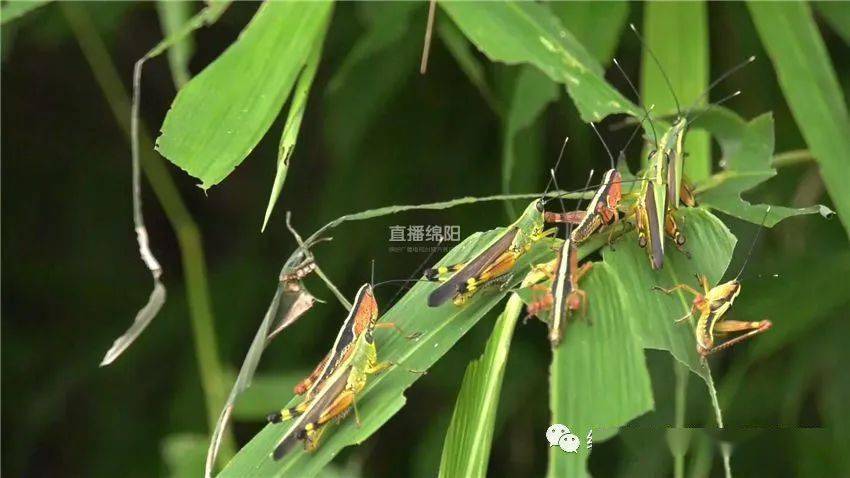 绵阳发现密集黄脊竹蝗吃完竹叶吃玉米