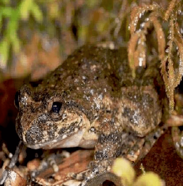 一期一菜品荷香石蛙