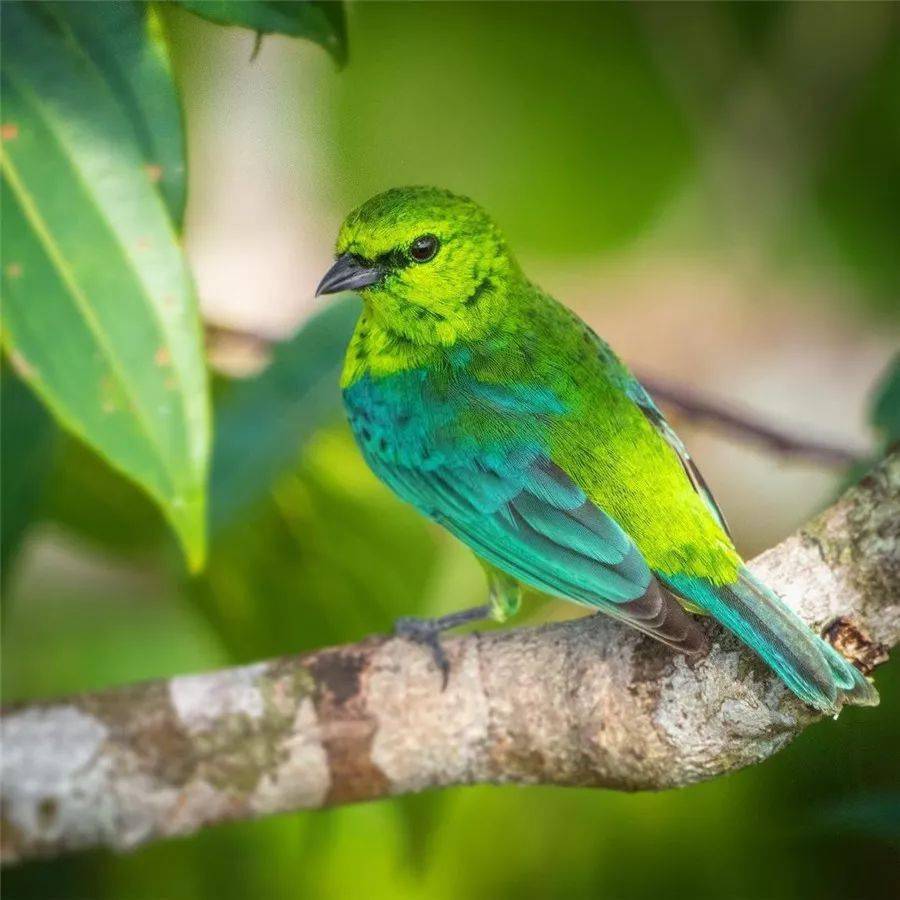 天上飞来一只彩虹鸟太美了