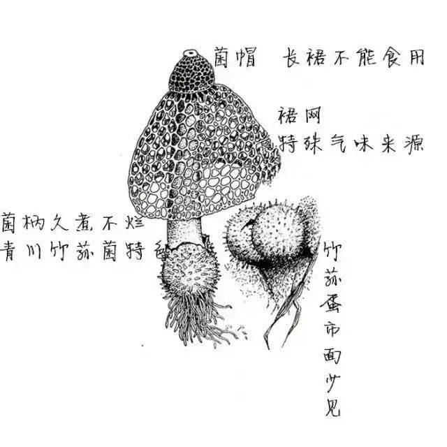 竹荪有长裙和短裙之分,多产于温湿环境,主要分布在我国的四川,云南