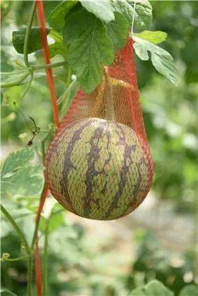 百里杜鹃管理区藤挂麒麟瓜瓜农乐开花