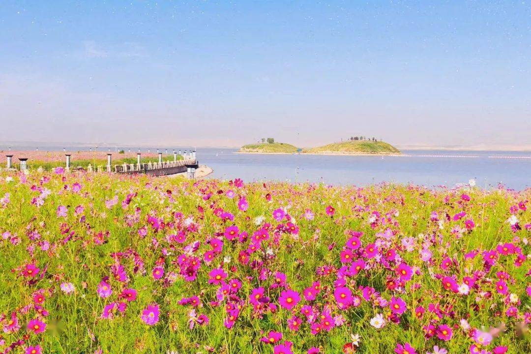 乌海湖的这座绿岛流传着一个动人的故事