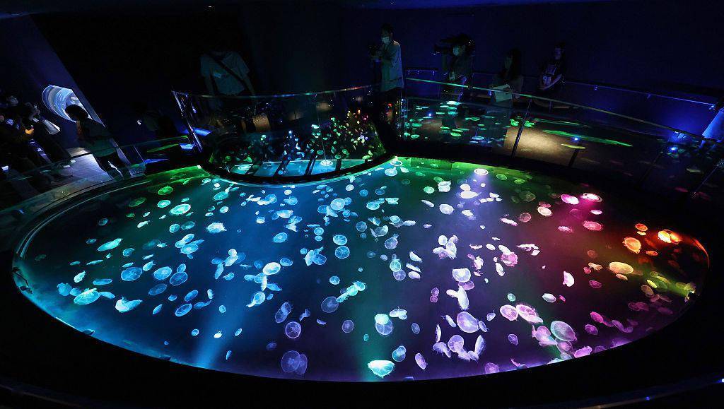 东京墨田水族馆现地下水族箱 展示梦幻水母世界