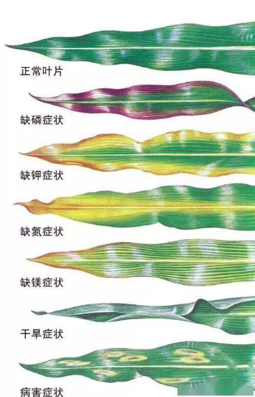 【农技】通过植物叶片表现轻松判断作物缺什么元素了?