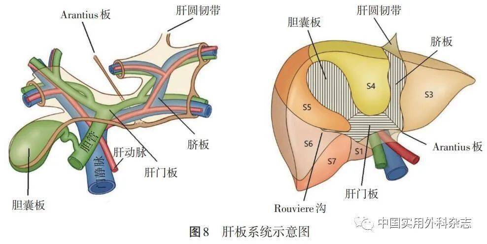 第一肝门解剖示意图图片
