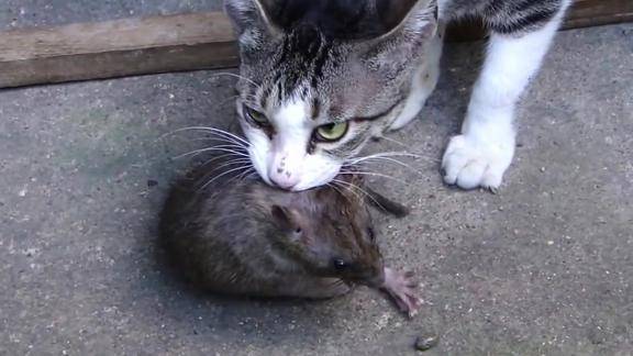 这只斑猫太霸气了抓住一只老鼠这眼神老鼠会吓晕