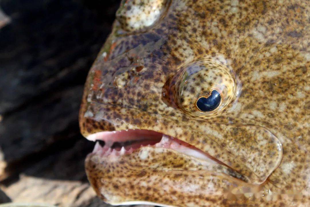 物种图册-大西洋牙鲆