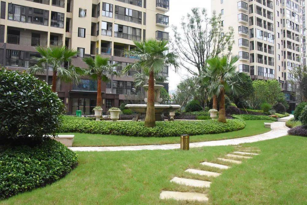 小区园林景观更别致一颗价值不菲的进口罗汉松把人从车水马龙的世界带