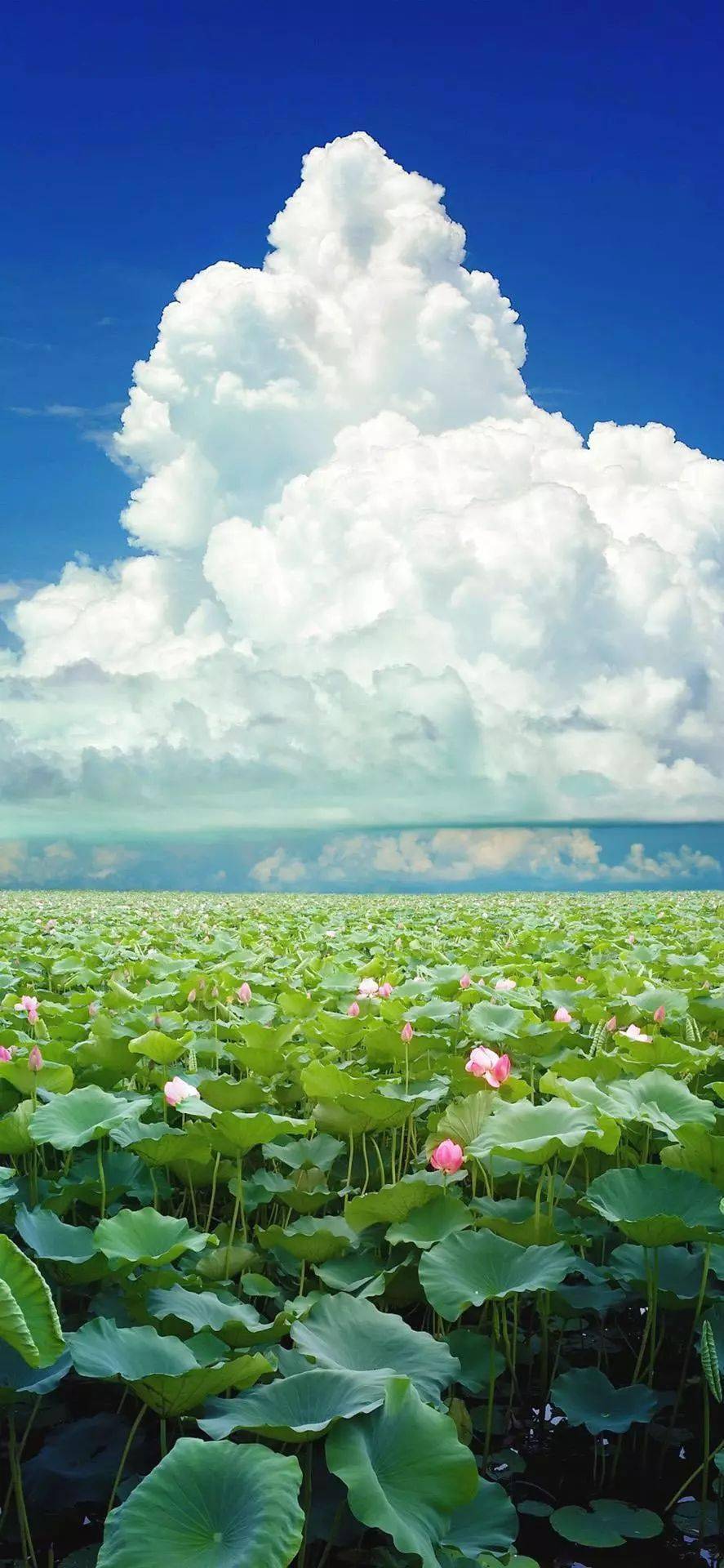 陽光天空大海的微信聊天壁紙