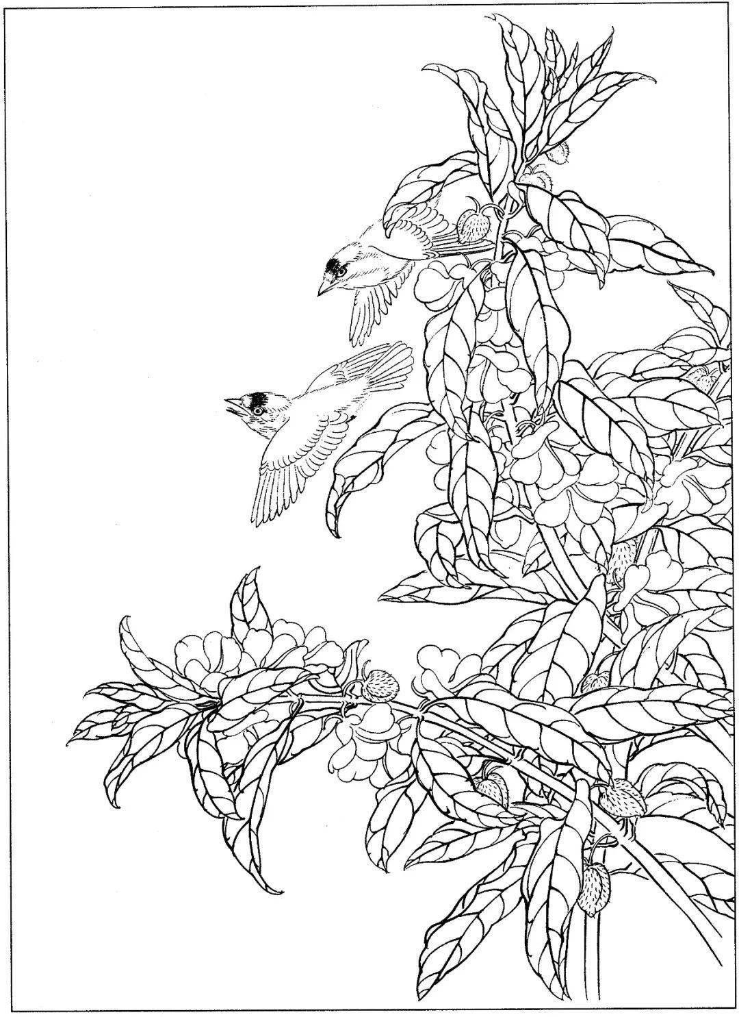 花鸟的白描,就应该这么画