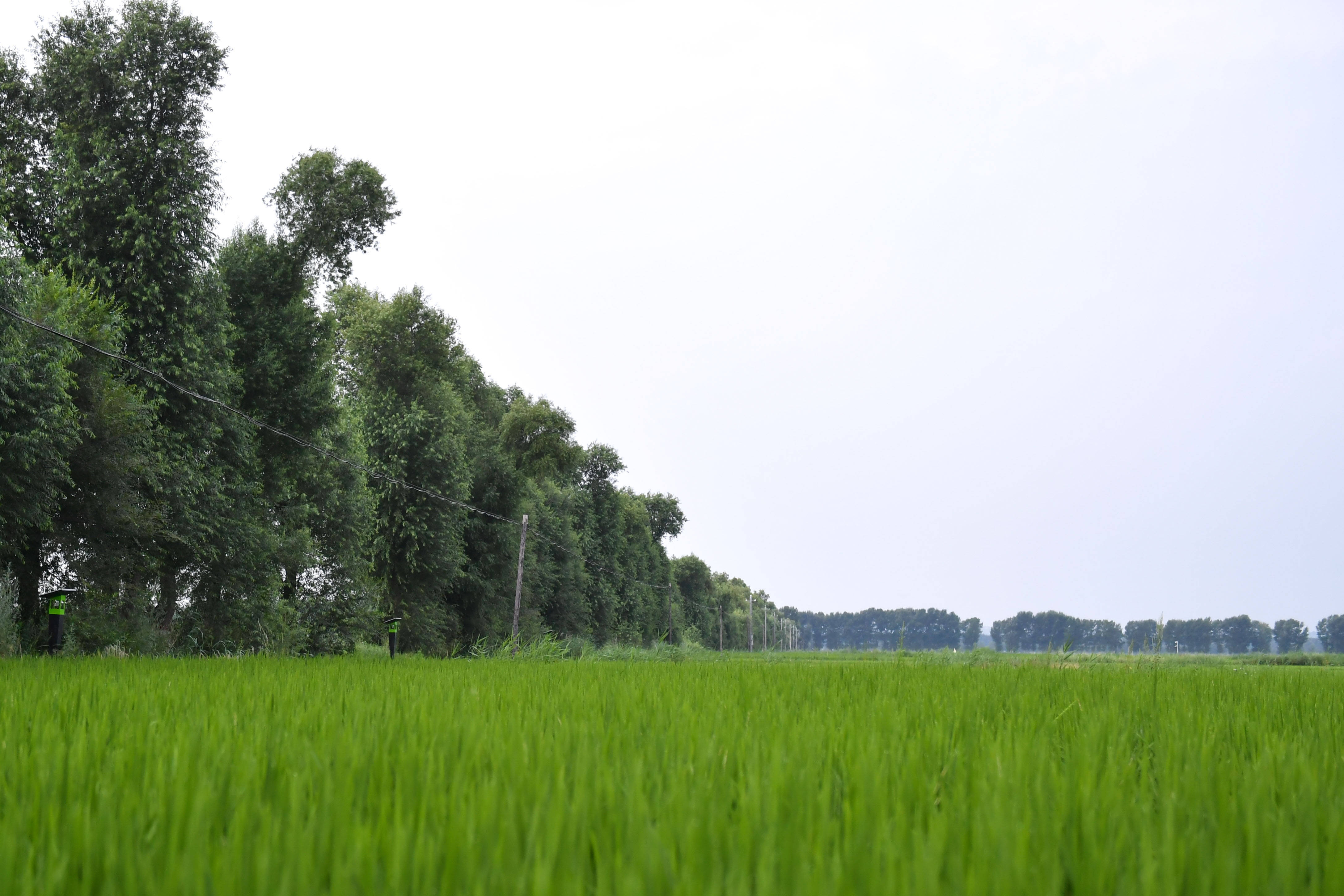 7月17日在乌兰浩特市义勒力特镇幸福嘎查拍摄的稻田景观.