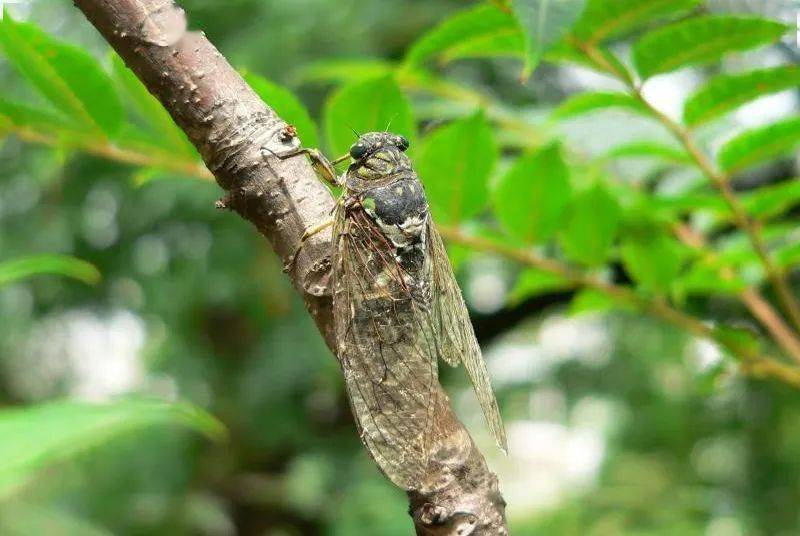 窗外知了蝉鸣想起了儿时村里的那些事