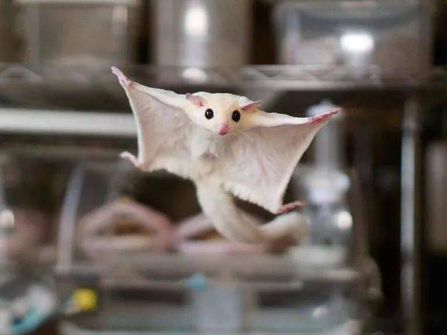 辟谣:蜜袋鼯出现弃养现象是因为铲屎官打扰?事情远没有这么简单