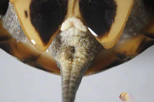 医龟案例71十年种龟难产康复路