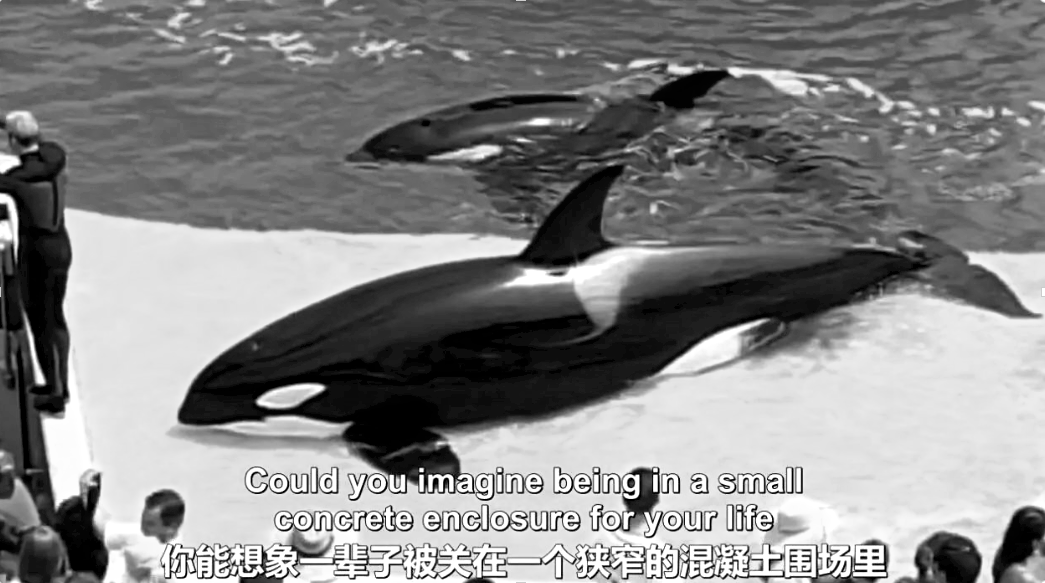 纪录片《黑鲸》不过幸运的是,因为俄罗斯的鲸鱼监狱引起了巨大的声讨