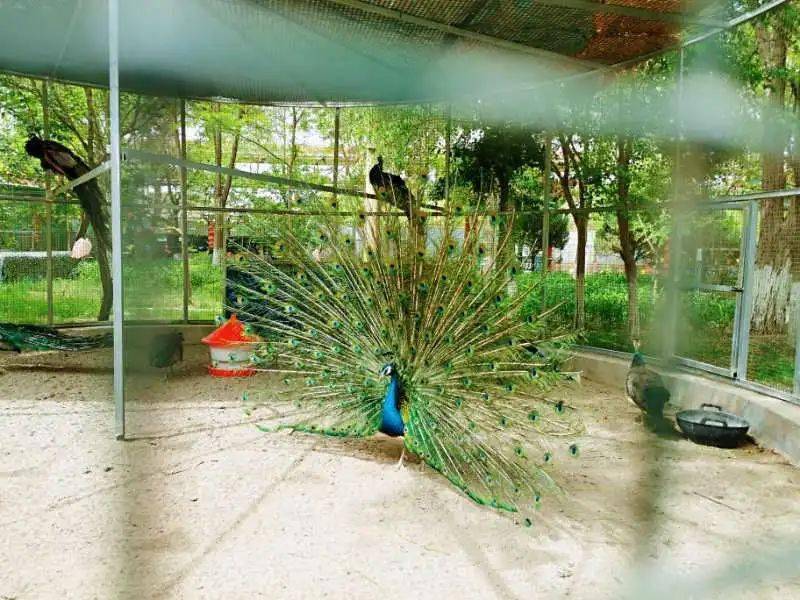 退役军人福利:百鸟园可以免费参观啦 !