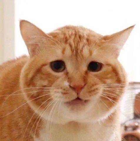 日本网红猫"火遍全网"吸粉20 万皆因长了一张"厌世脸"?