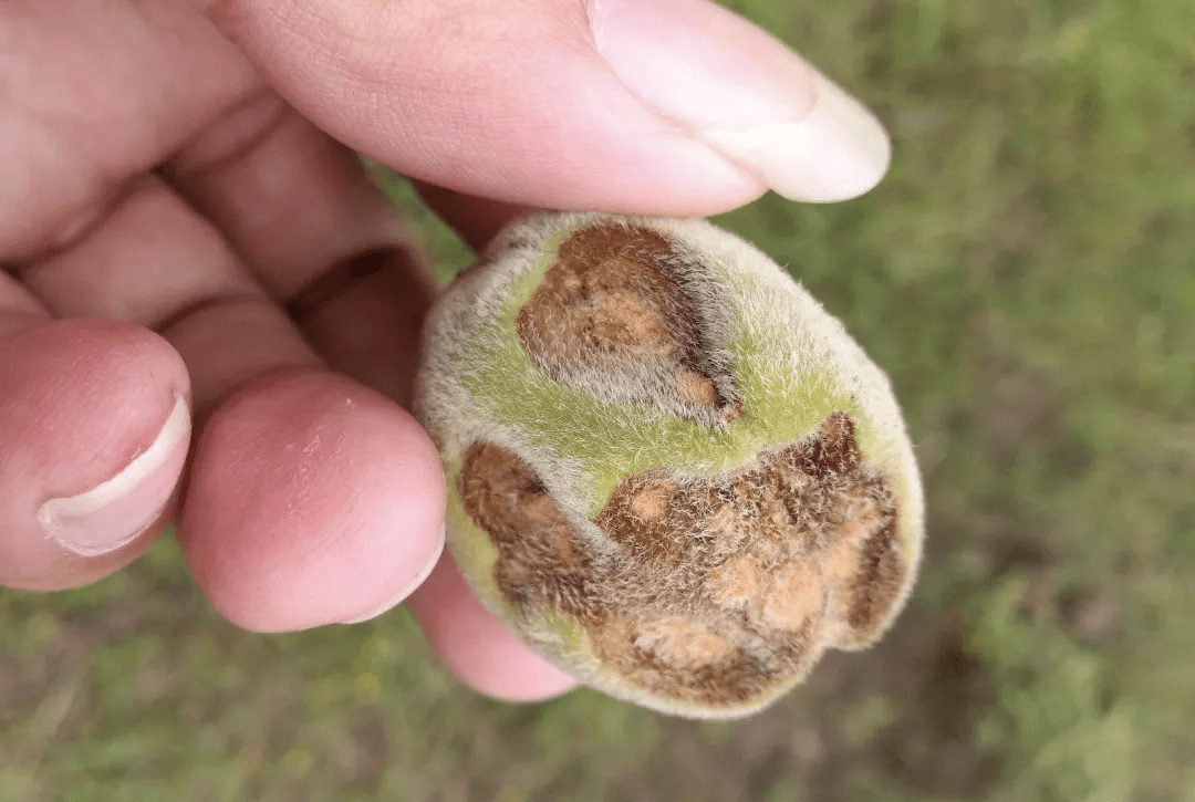 为炭疽菌属真菌,如胶孢炭疽菌,尖孢炭疽菌,平头炭疽菌等,主要危害果实