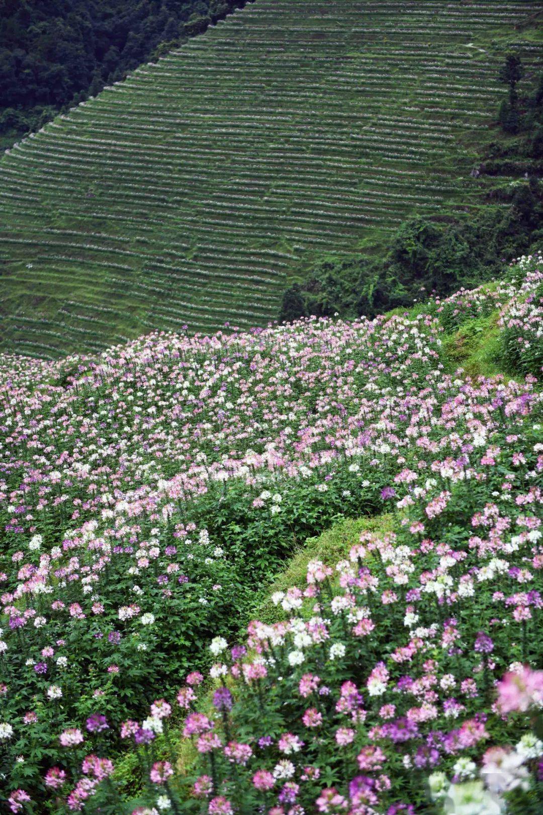 桂林完美周末丨这凯千亩鲜花盛开了,开车去很方便!