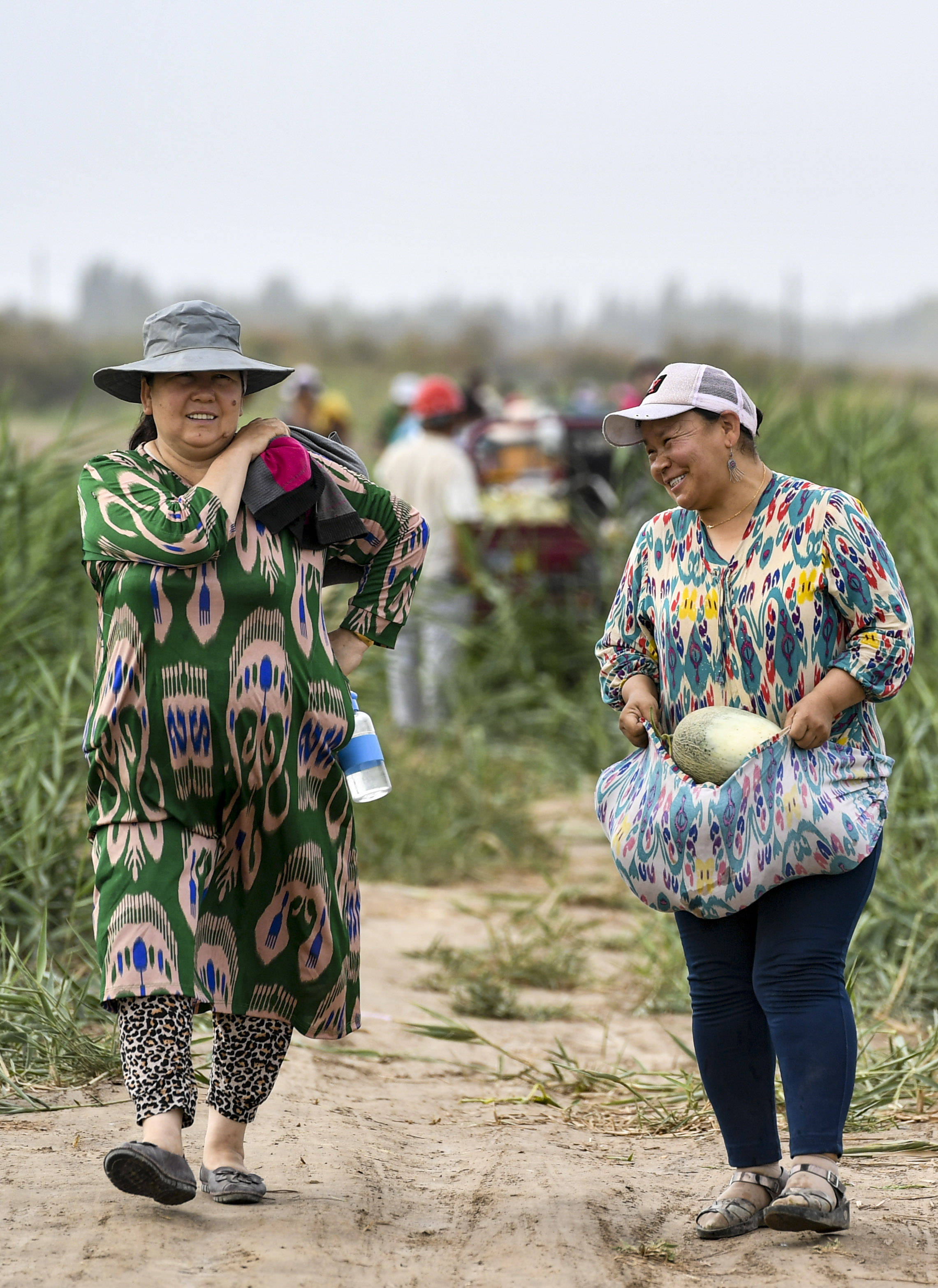巴楚(新疆),2020年7月19日 新疆巴楚:瓜香助增收 7月16日,新疆巴楚县