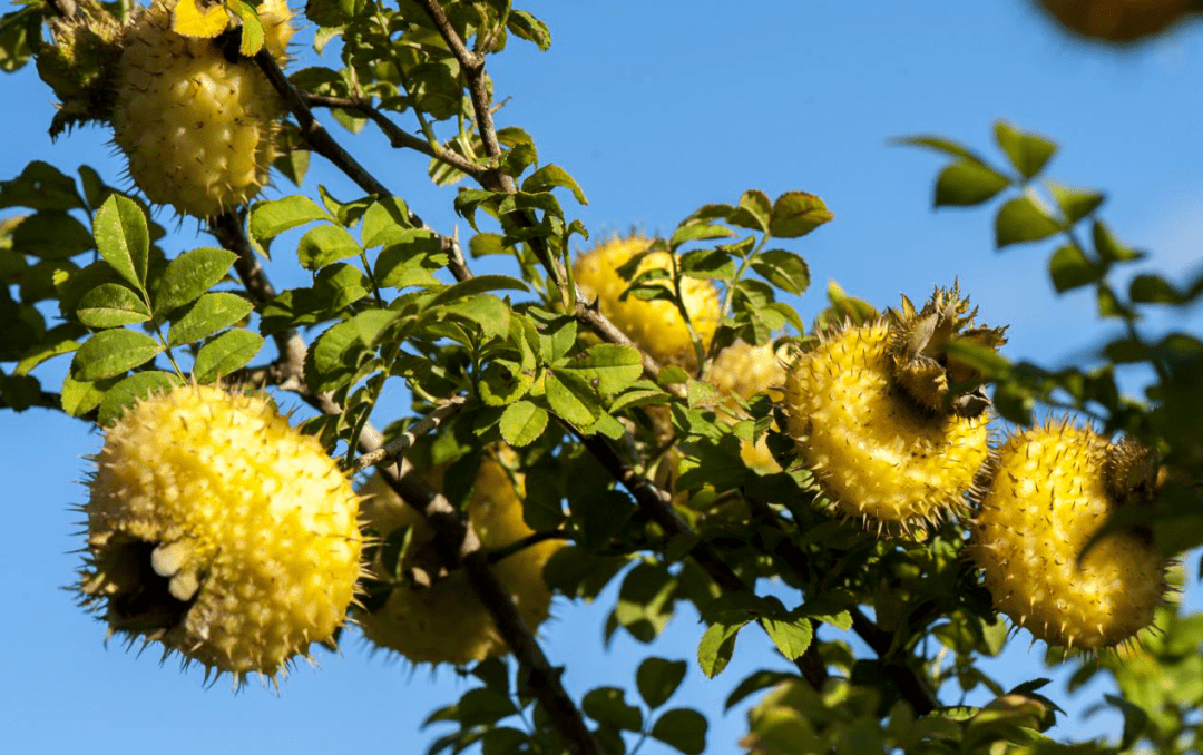 首次出口发货丨六盘水刺梨走出国门没人有能阻挡刺梨称霸地球人的舌尖