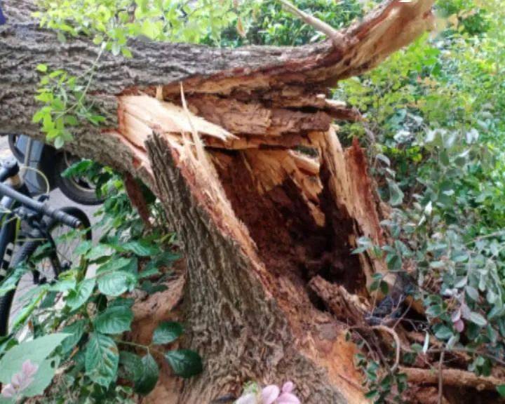 小区里10年大树突然倒下,4辆小车遭了殃,原因竟然是.