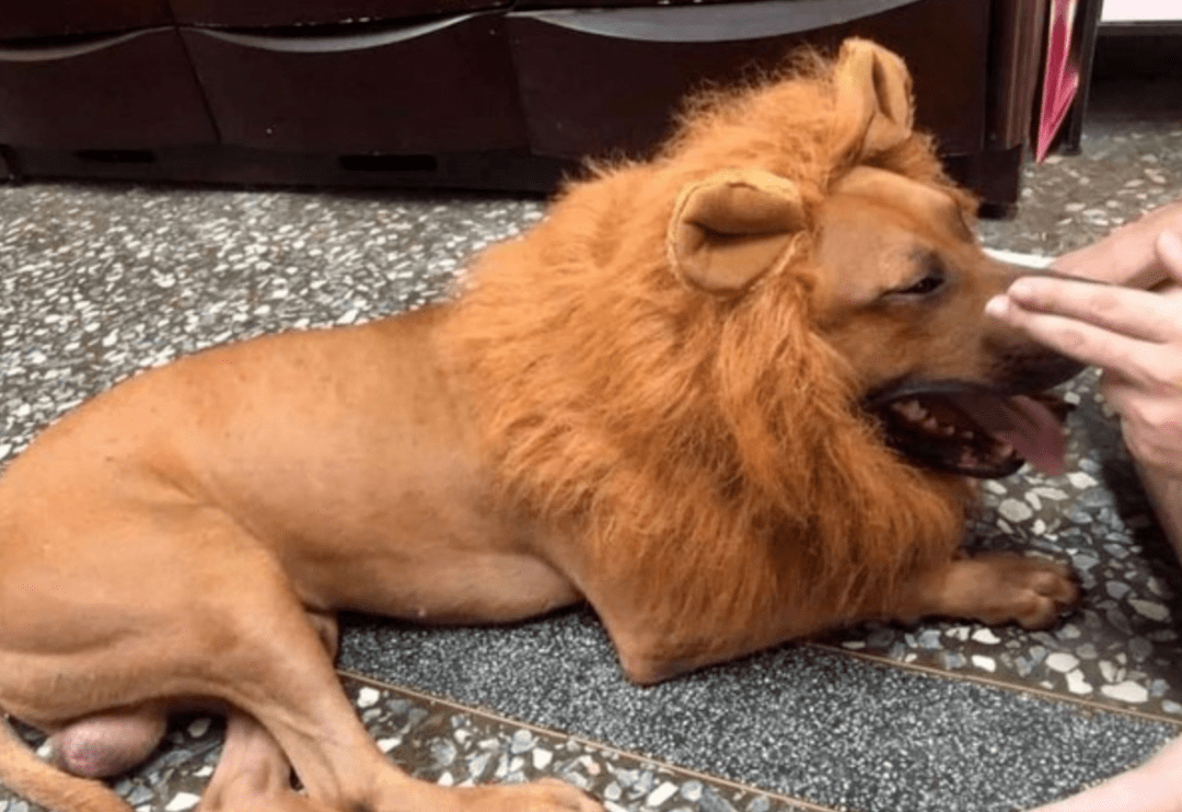 被邻居举报"养狮子",主人无奈晒出爱宠照片,大家看后纷纷笑翻