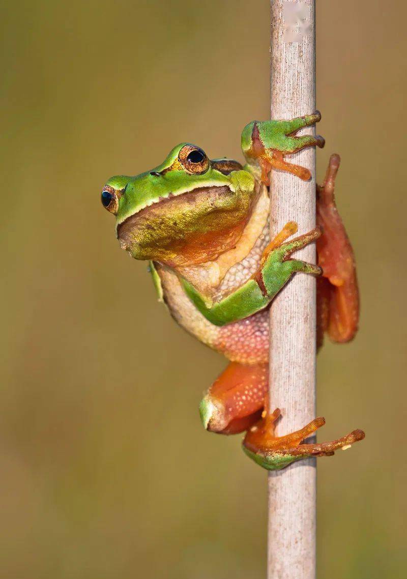 物种图册-欧洲树蛙