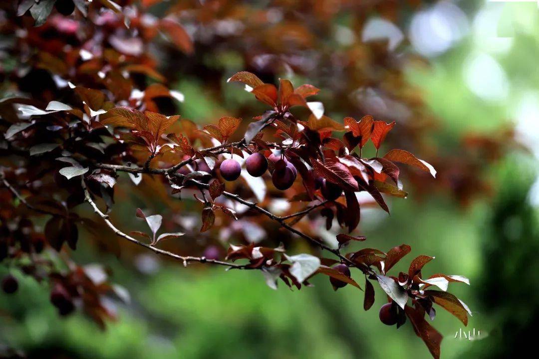 紫叶李的果实也是紫色的.5月11日摄