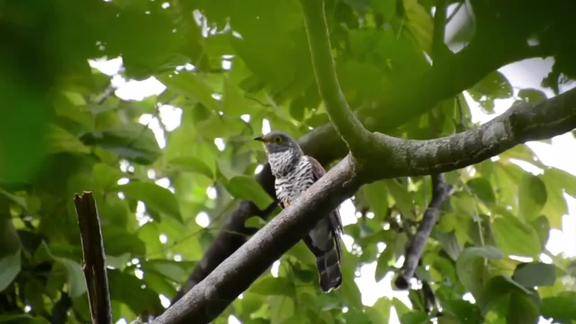 三声杜鹃叫声似米贵阳经常只闻其声不见其鸟