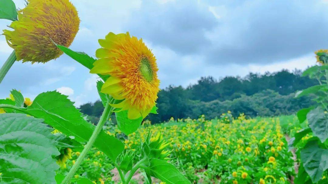 暑假福利發佈抖音小紅書積攢免費住新營地開營篝火晚會溼身派對快來