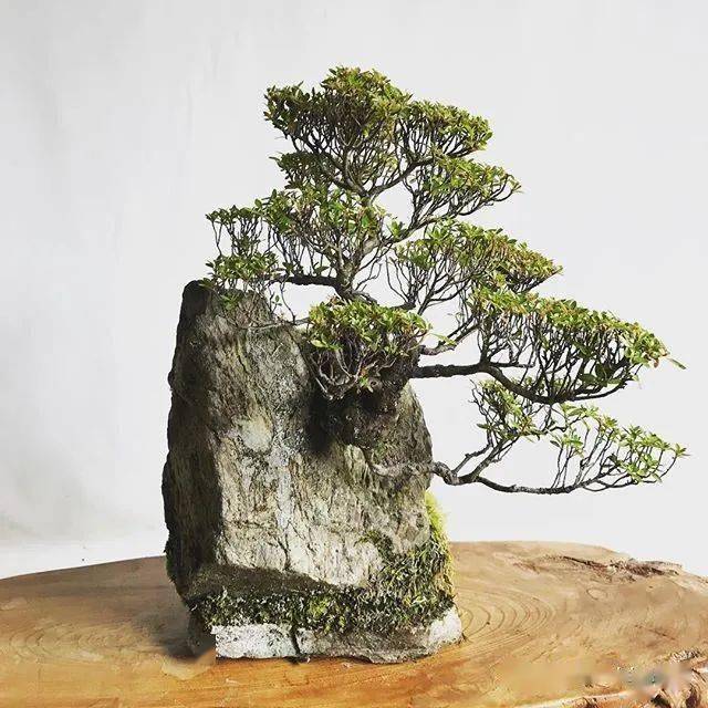 日本附石盆景作品欣赏