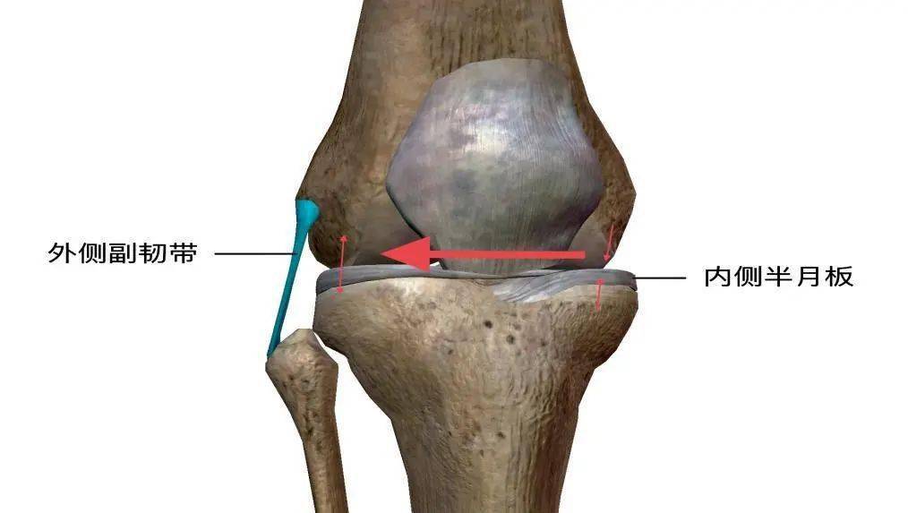 膝关节外侧副韧带解剖图片