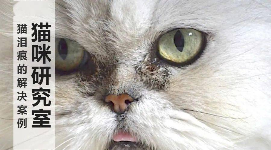 猫泪痕重怎么办?【案例分析】