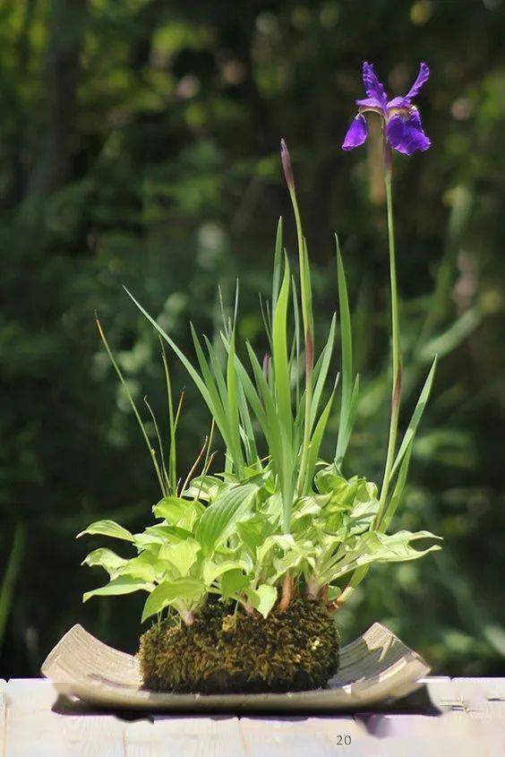 精致的日本山野草盆景作品欣赏