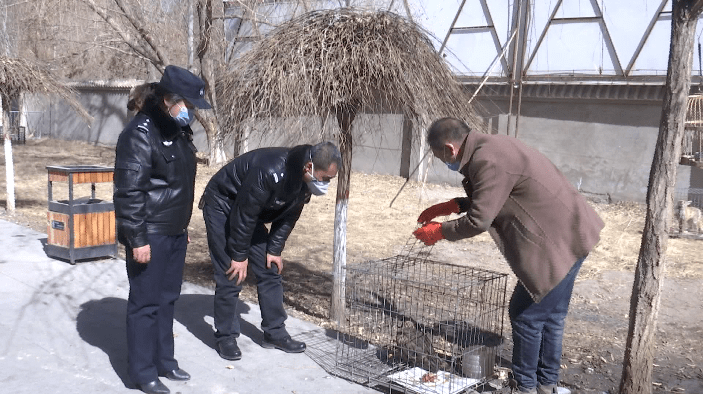 格尔木市成功救助两只国家二级重点保护野生动物