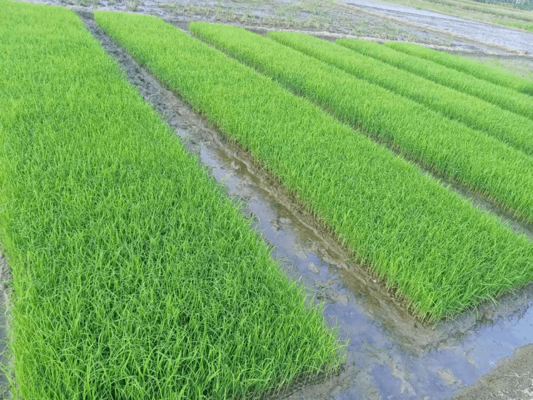 趁着周末,回曲江大塘农村插了个秧……_水田