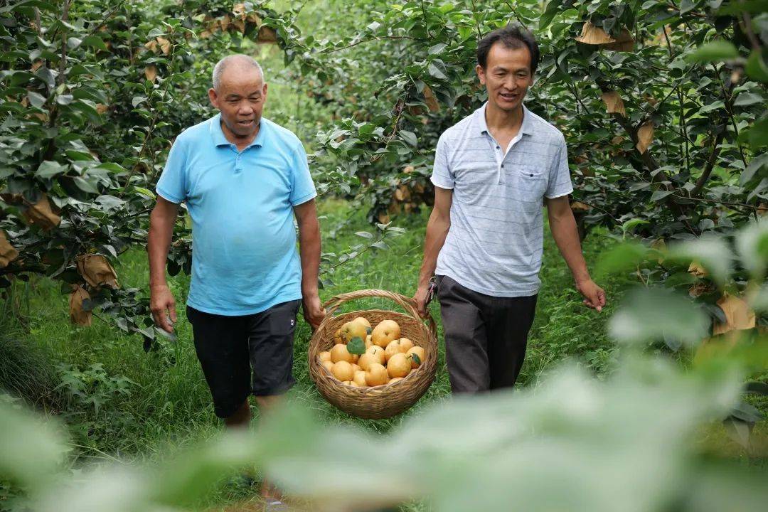 火了德安这个网红千亩梨园开园了速来采摘