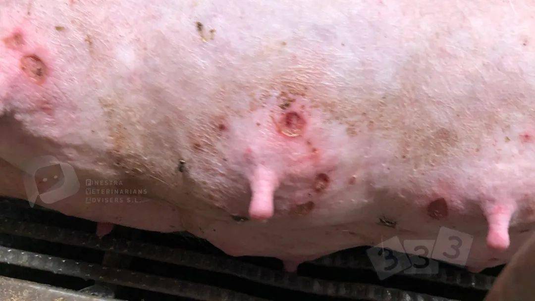 蚊虫叮咬选项3:溃疡性皮炎正确选项: 1答案:母猪乳腺上的咬伤