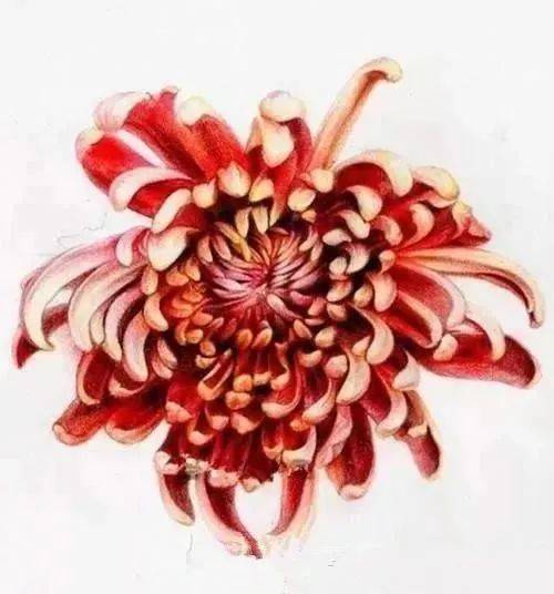 彩铅教程 | 菊花的画法步骤