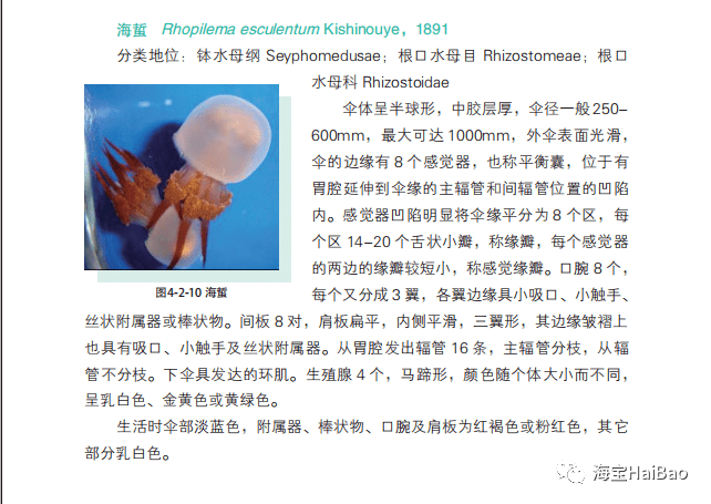 海蜇是啥我们都被忽悠了