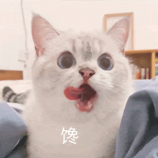 猫咪表情包大眼睛图片