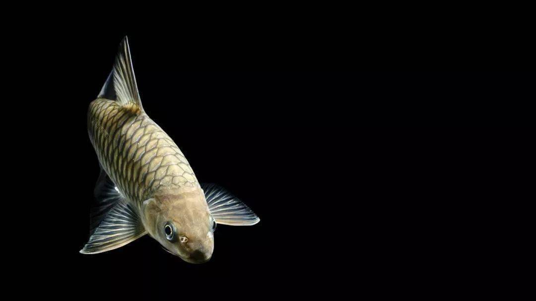 这才是完美展现鱼只体态的水族摄影壹水族