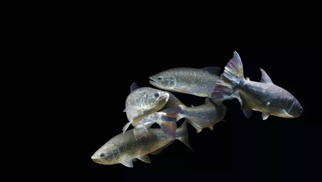 这才是完美展现鱼只体态的水族摄影 | 壹水族_jibran