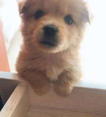 没人要我可抱走啦~@jessicamak这呆萌的大眼睛也太可爱了吧,告诉哥哥