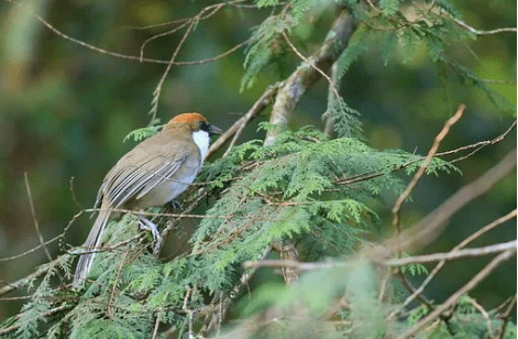 彩色的鸟冯至在热带地方是不难看见羽毛美丽的鸟的,但是在北方,在我的
